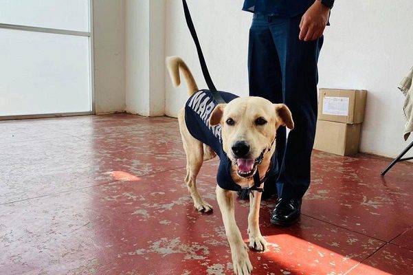 ¡Perritos rescatados por la Marina ya tienen nombre!