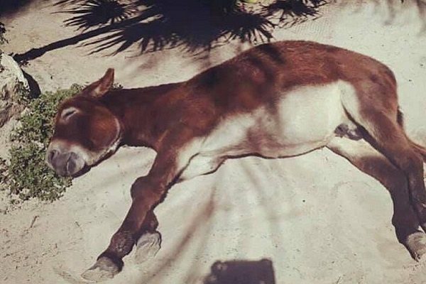 Denuncian maltrato a burrito en hotel de Tulum #VIDEO