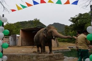 Liberan al “elefante más solitario del mundo” #VIDEOS