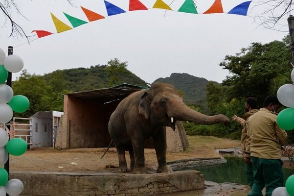 Liberan al "elefante más solitario del mundo" #VIDEOS