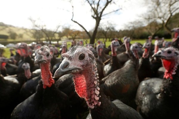 Sacrificarán 10.500 pavos en UK por brote de gripe aviar