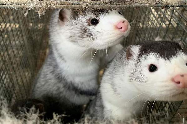 Alertan brote de Covid-19 en granja de visones de Oregon