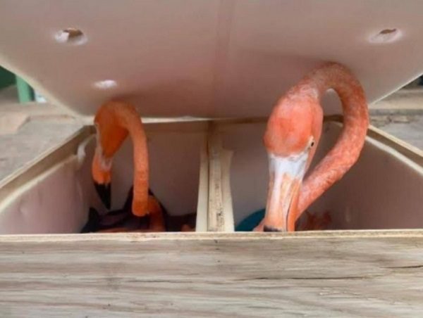 Profepa descubre en Yucatán flamencos empaquetados en ¡cajas de madera!