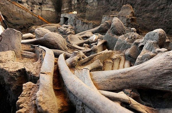 Cementerio de mamuts preservado por campesinos de Zacatecas, será rescatado por el gobierno