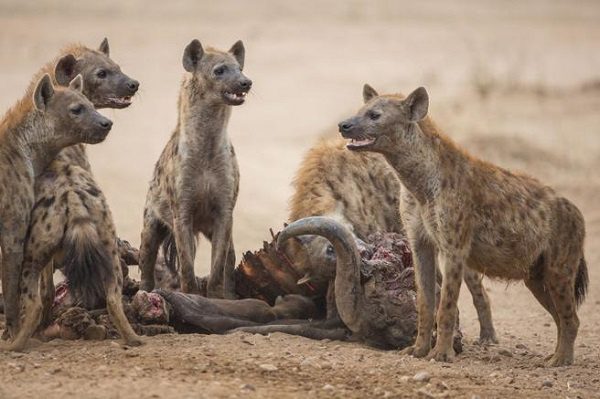 Manada de hienas devora a hombre tras jalarlo de su cama mientras dormía