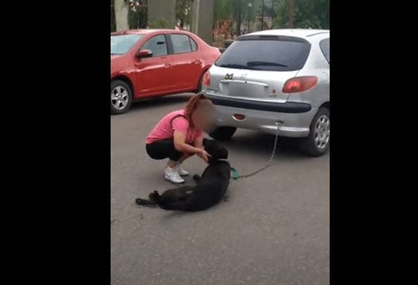 Mujer dice que no maltrataba a perro que arrastró con su auto e hizo sangrar #VIDEO
