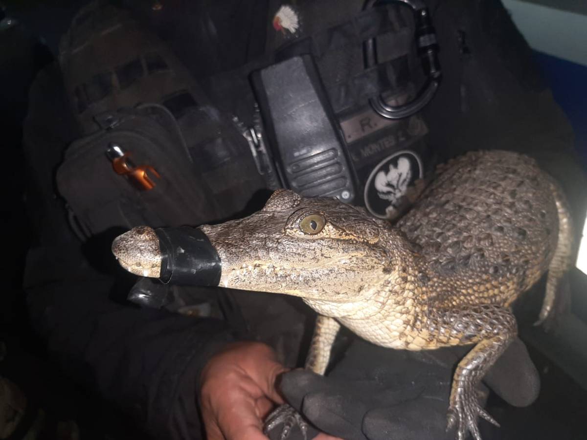 Detienen en La Paz a sujeto que llevaba en su motoneta un caimán y una serpiente