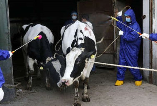 ¡Lo que faltaba! Se reportan 6 mil contagios de brucelosis en China