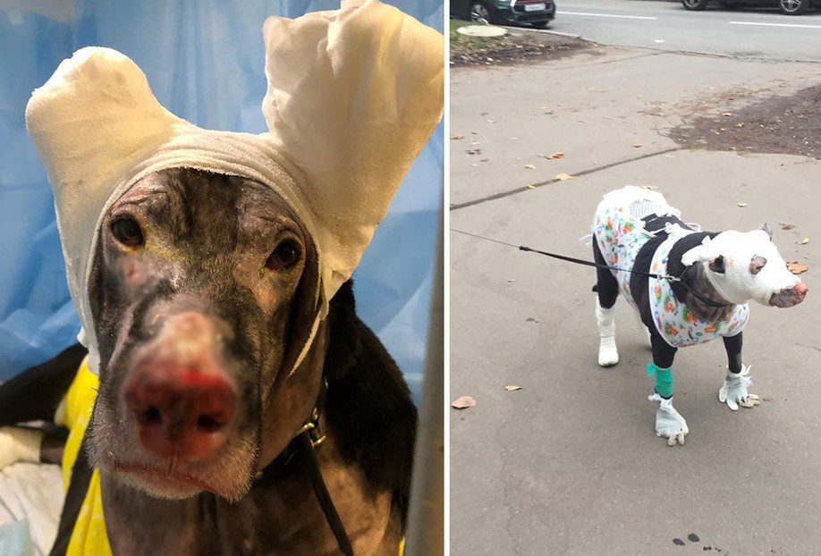 Mujer abandona a perrita embarazada que intentó salvarla de un incendio