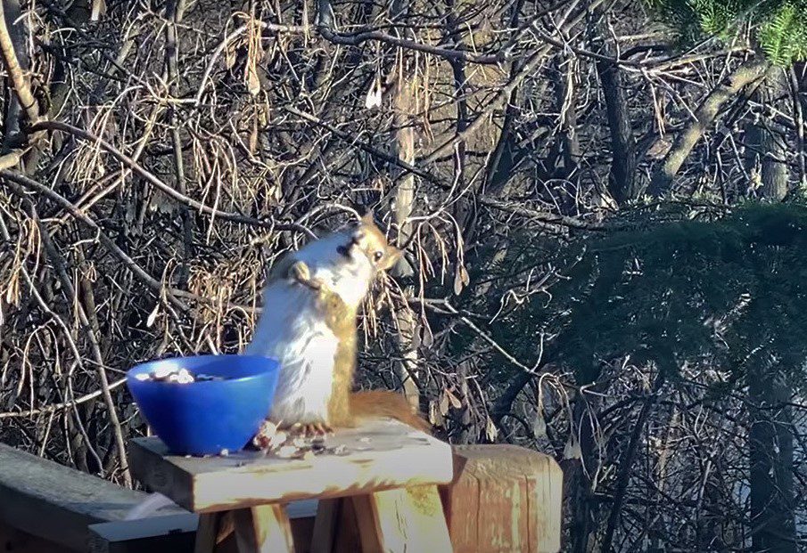 Ardilla borracha causa sensación en redes sociales #VIDEO