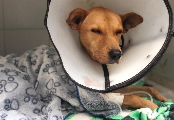 Sacrifican a perrito abusado sexualmente por las severas lesiones recibidas