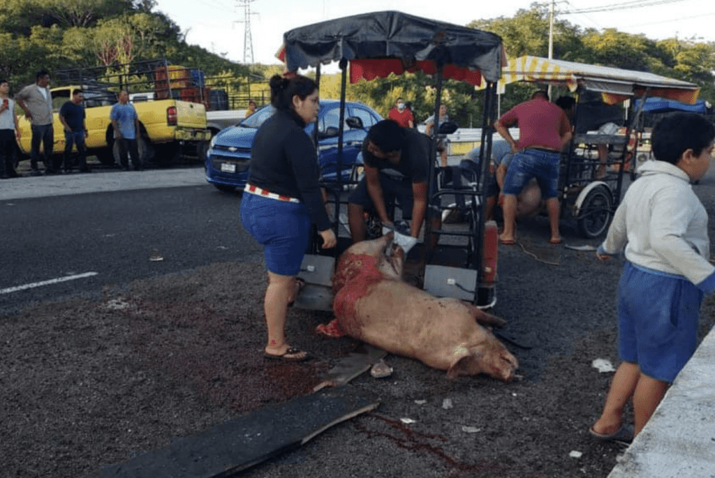 Rapiña de cerdos tras volcadura de tráiler en Campeche #VIDEO