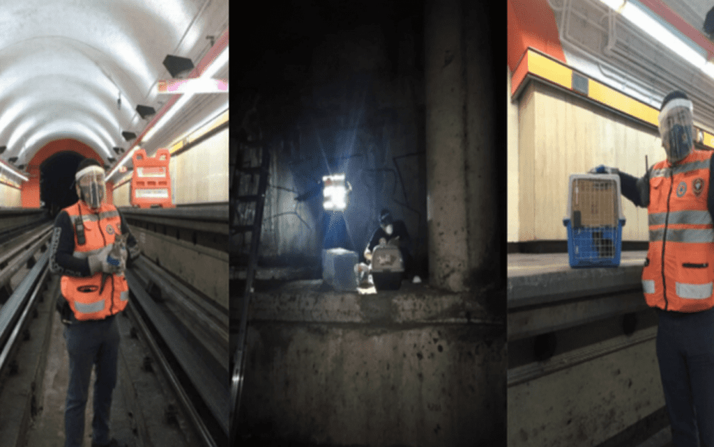¡Gatito rescatado! lo salvan de las vías del metro