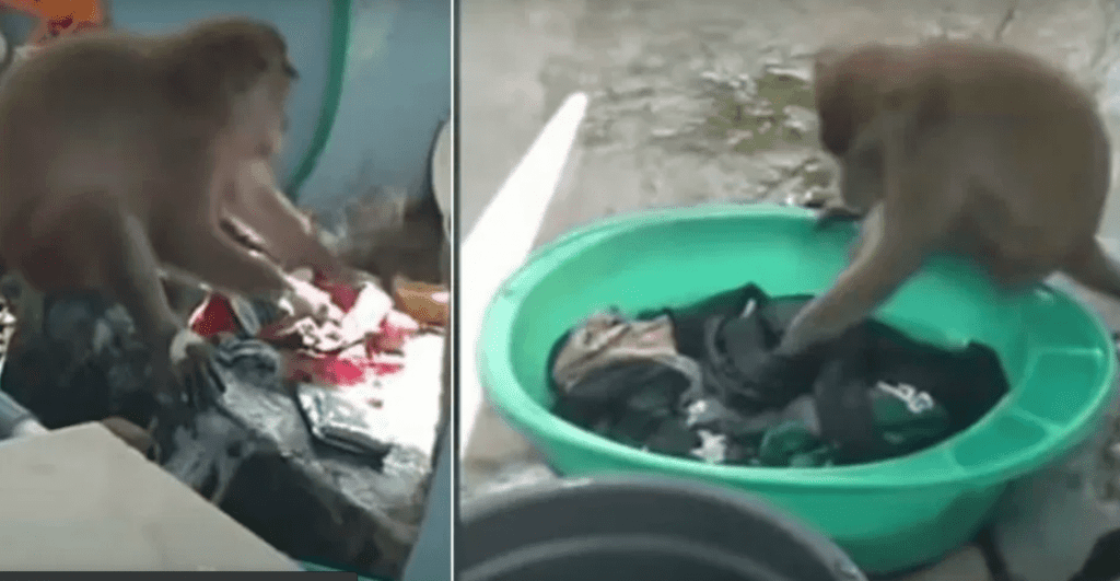 Mono que lava la ropa, impacta en Indonesia #VIDEO