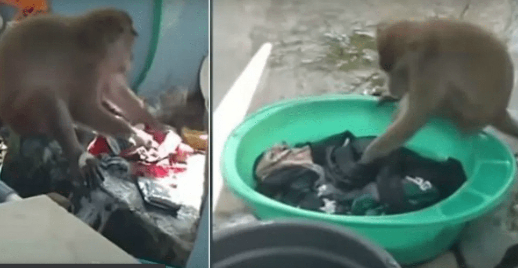 Mono que lava la ropa, impacta en Indonesia #VIDEO