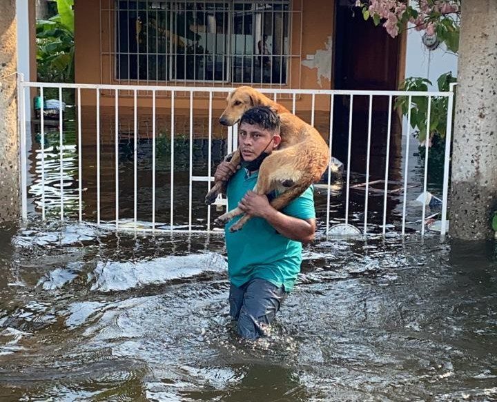 Así ponen a salvo de las inundaciones a las mascotas en Tabasco #VIDEO