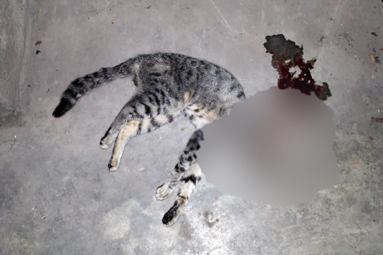 Vinculan a proceso a sujeto que mató a gato doméstico con un cuchillo