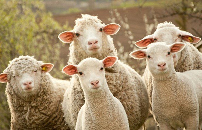 Pastor es asesinado en Hidalgo para quitarle el hato de borregos