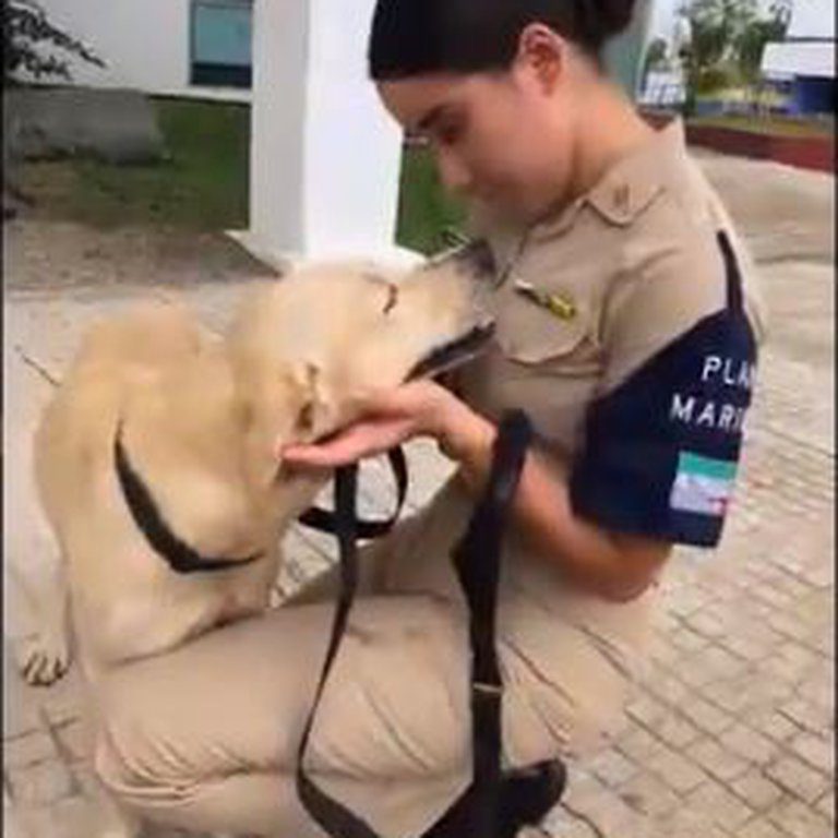 Marina lanza convocatoria para ponerle nombre a perrito rescatado en inundaciones #VIDEO