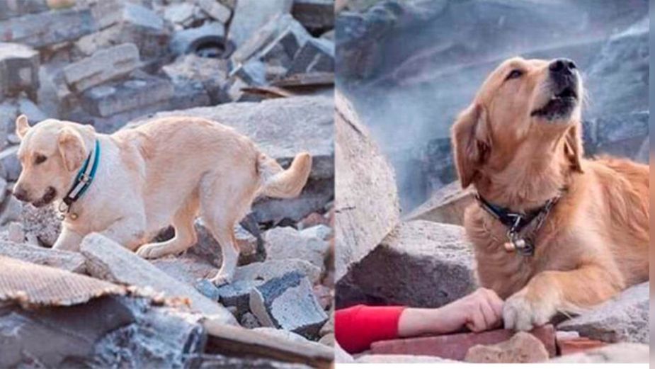 Perro no fue fotografiado en Turquía buscando a su familia, la imagen circula desde 2018