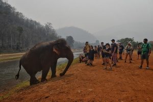 La importancia del turismo sustentable para los elefantes