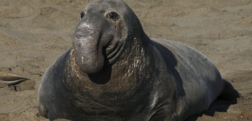 Avistan elefante marino en las Islas del Golfo de California