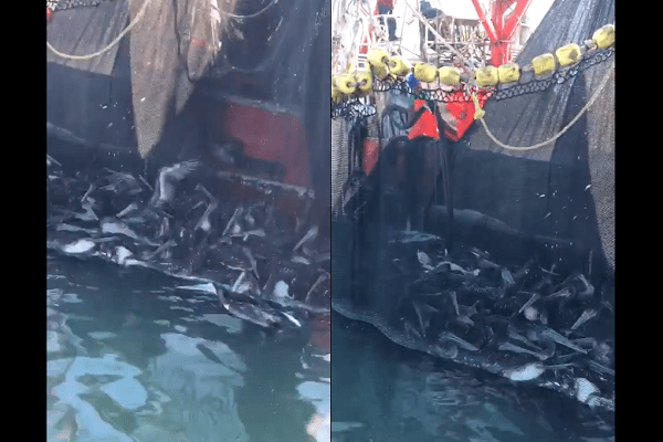 Denuncian la muerte de más de 100 pelícanos en redes de barco sardinero en Sonora