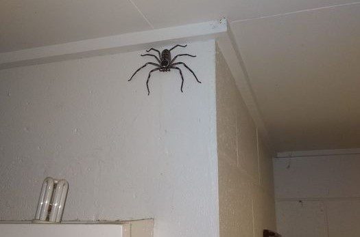 ¡Vaya mascota! Hombre presume la araña que ha visto crecer en su garaje