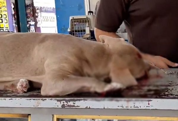 Hombre golpea con una pala a perrita y le revienta un ojo