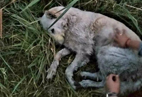 Vecinos de Jilotepec exigen justicia por el asesinato de 10 perros a manos de hombre armado