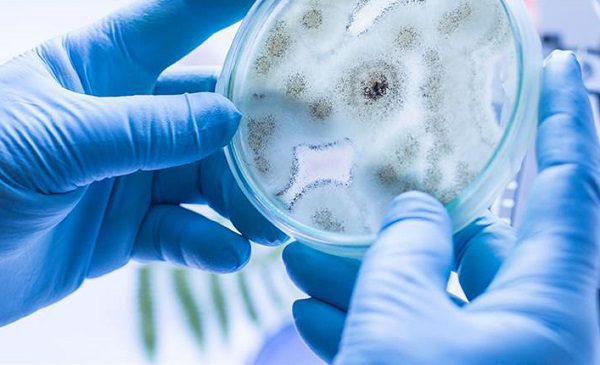 SSa emite alerta sanitaria por hongo super resistente a fármacos detectado en Nuevo León