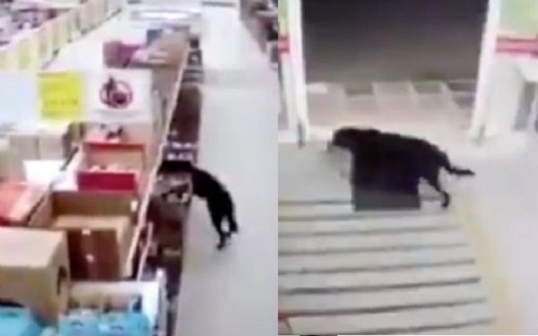 Perrito roba comida de una tienda, pero no olvida sanitizar sus patitas #VIDEO