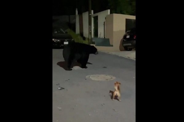 Perrito chihuahua enfrenta a un oso en NL #VIDEO