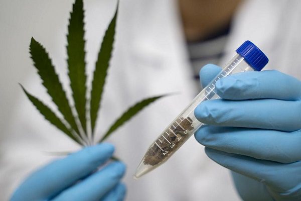 ONU certifica uso medicinal de la mariguana