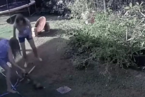 Mujer se enfrenta contra pitón para salvar a su perrito #VIDEO