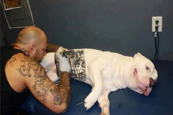 Buscan prohibir que se tatúe y perfore a las mascotas en CDMX