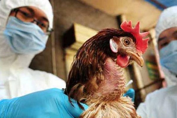 Sacrificarán 29 mil pollos por brote de gripe aviar en Alemania