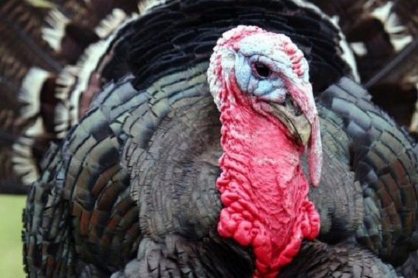 Detienen a tres en Letonia por embriagar a un pavo