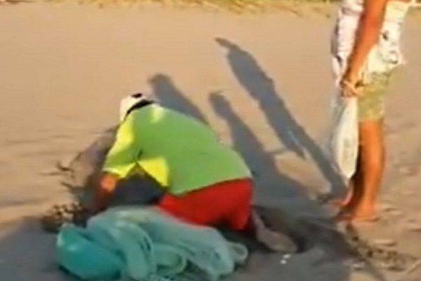 Indigna pareja chiapaneca descubierta saqueando nido de tortugas #VIDEO