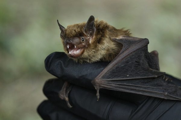 Viróloga de Wuhan advierte nuevos coronavirus transmisibles a humanos