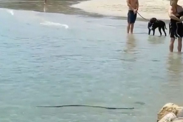 Captan letal serpiente nadando en playa con niños y mascotas #VIDEO