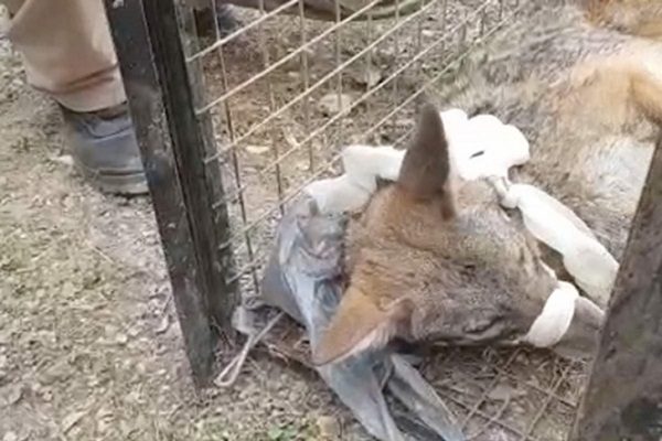 Resguardan a coyote que merodeaba dentro de clínica del IMSS #VIDEO
