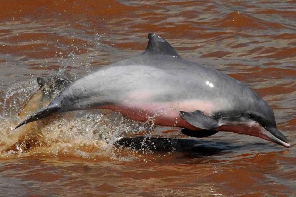 Ya están en peligro de extinción todas las especies de delfín de agua dulce