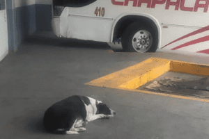 ‘Vaca’, la perrita que diario espera a su amigo en Jalisco #VIDEO