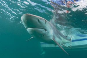 Mujer muere luego de que tiburón le arrancó la pierna, en Puerto Rico