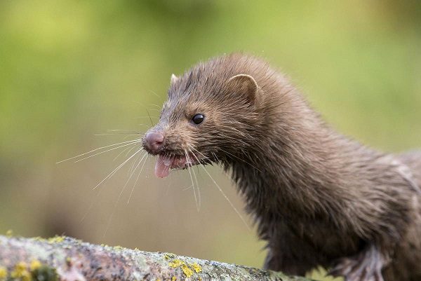 EU alerta primera infección de Covid-19 en un animal salvaje
