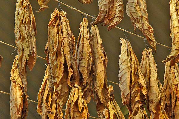 Vacuna covid hecha con tabaco inicia ensayos en humanos