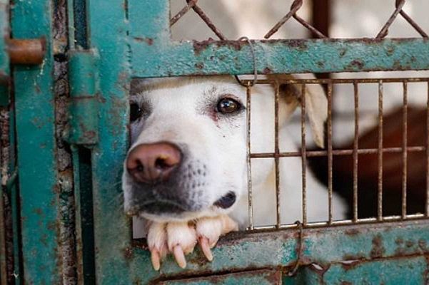 Policía de CDMX ya podrá entrar a tu casa para evitar maltrato animal