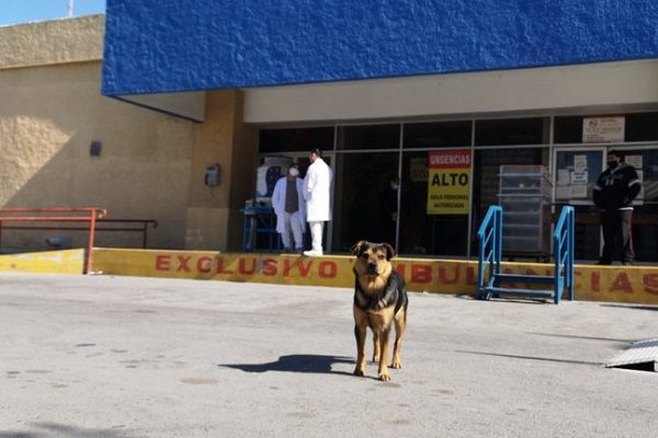 'Covito' lleva un mes esperando a su dueño fallecido por covid en Tamaulipas