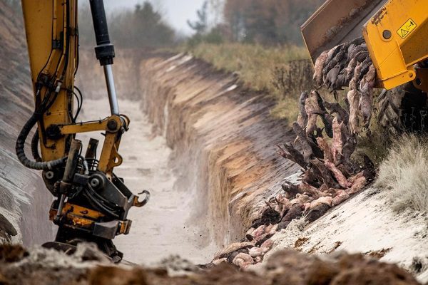 Dinamarca desenterrará los millones de visones sacrificados por Covid-19